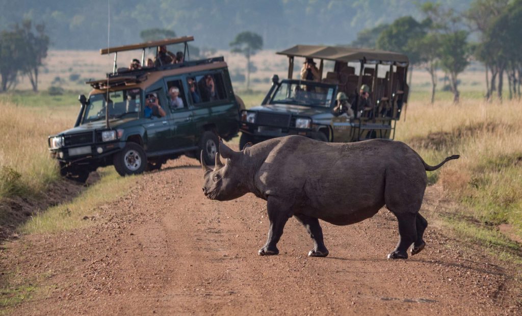 Rhino Crossing the Road in Africa