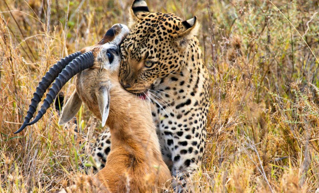 shutterstock_100892959