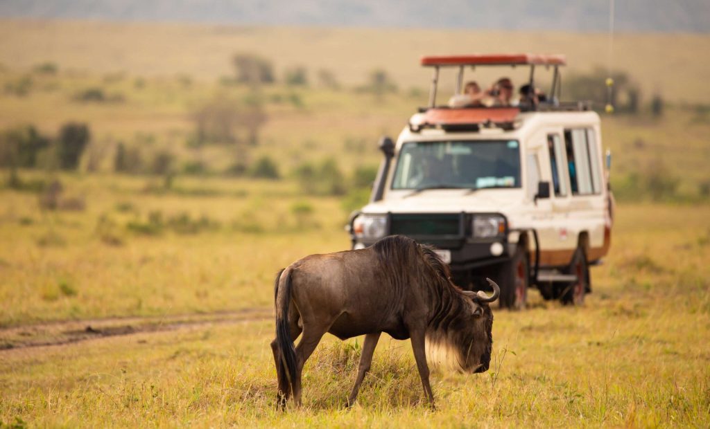 Gnu,Antelope,Grazing,In,Masai,Mara,Kenya,With,A,Safari